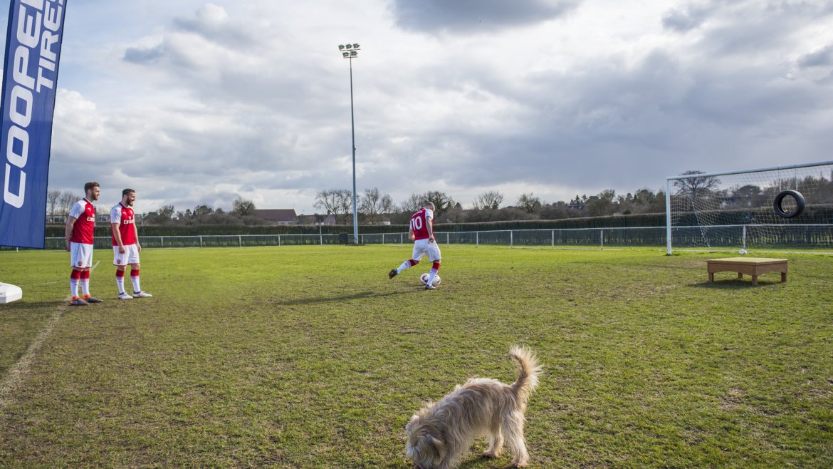 arsenalcoopertiresdogs_25edit.jpg